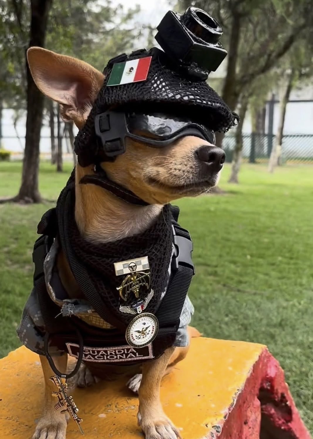 The real Comando Chihuahua in his tactical outfit